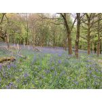 Bluebells in the spring near inch farm